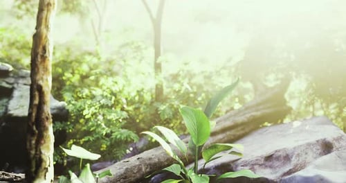 Morning Sunlight Filters Through Lush Greenery in a Tranquil Forest Setting