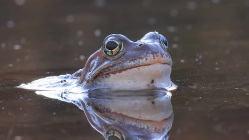 Brown frog (Rana temporaria) close-up in a pond.