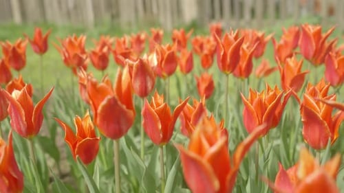 Close up shot of orange tulips flower garden at daytime.
