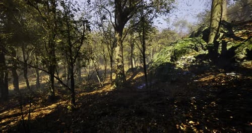 Forest Landscape with Sunlight Filtering Through Trees During Autumn