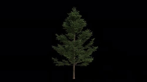 Japanese larch Tree blowing in the wind. Wind blows Larix-kaempferi. Alpha Channel. Loop Animatiion