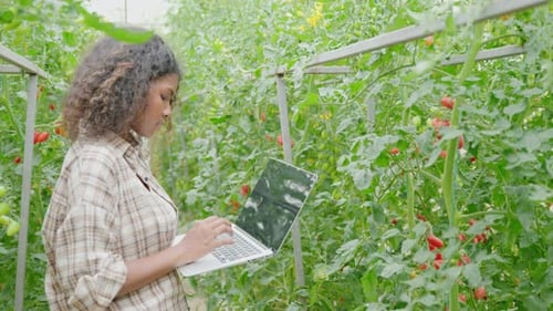 Woman Farmer Using Laptop in Tomato Greenhouse