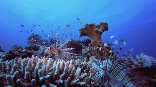 Underwater Sea Coral Tropical Reef