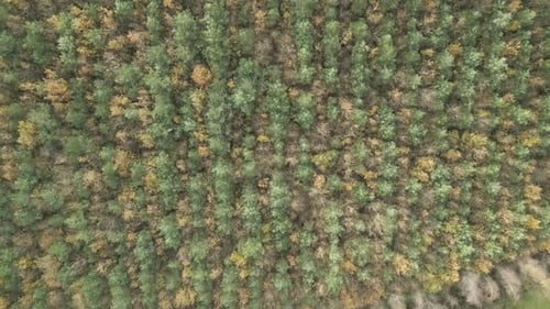 Bird's Eye View Of Dense Conifer Treetops In Autumn Forest.
