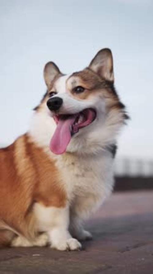 Red and white Pembroke Welsh Corgi sits on a tile in the park and turns his head, looking at everyth