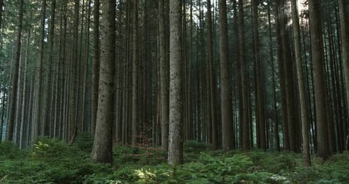 Rays of Sunlight Shining Through the Dense Tree Trunks in a Conifer Forest Lighting Up the Growth of