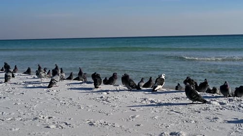 Pigeons are flying on the empty white sand beach with clear waters.
