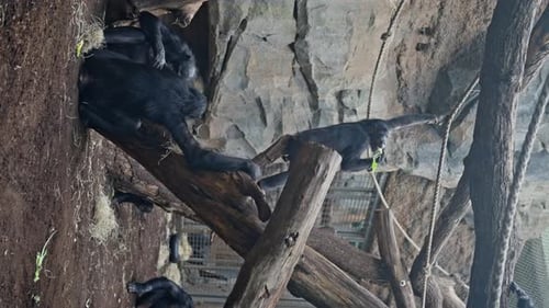 Schwarze Schimpansen im Zoogehege springen in die Bäume und schauen sich das öffentliche Vertikalvideo an