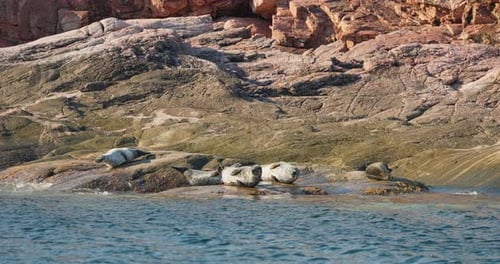 Few Navy Seals Bask on the Rocky Shore at Sunset in Teriberka Murmansk Region Russia