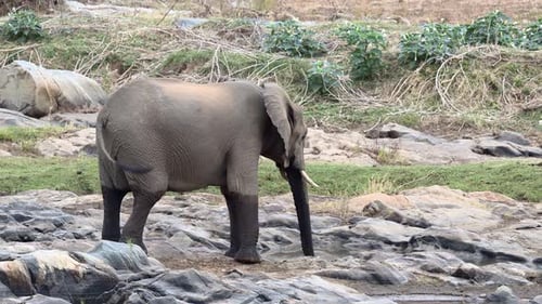 Afrikanischer Elefant (Loxodonta africana), weiblich, trinkt und geht auf Felsen in Flussnähe