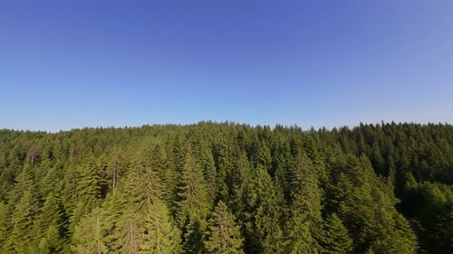 Aerial View of a Beautiful Green Forest with Sunbeams Lighting the Forest Floor Peaceful Cinematic