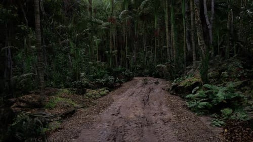 Winding Path Through Dense Tropical Forest with Rich Greenery and Shadows