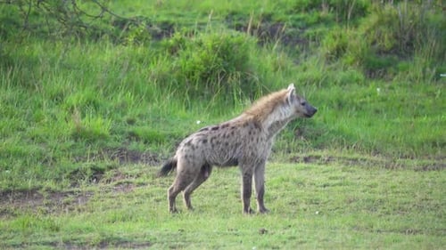 Pack of Hyenas circling each other with vultures