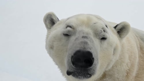 Majestic Polar Bear Plays in Fresh Snow After Heavy Winter Snowfall in Alaska