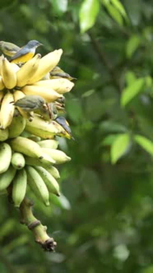 Group of Orange-bellied flowerpecker birds eating bananas in the garden. Vertical orientation footag