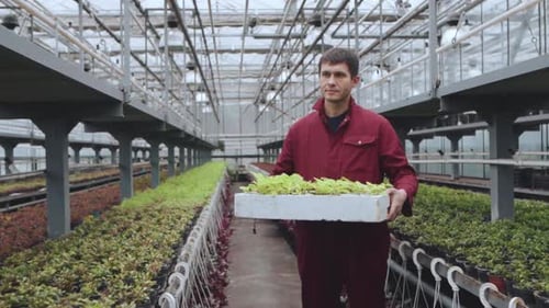 Man Carries Plants Inside Modern Greenhouse
