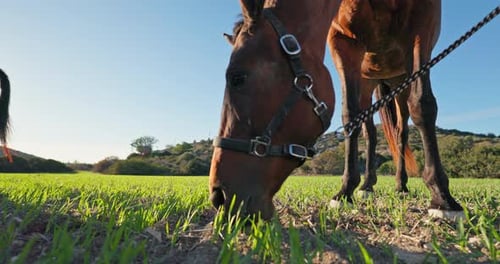 Closeup of a Horse Eating Grass on a Green Ranch Field Walking a Horse