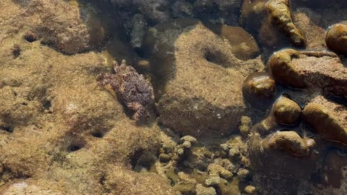 Crab Sitting on Coral Reef in Shallow Water