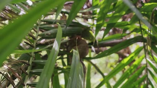 Close-up video capturing the adorable tarsier monkey nestled between lush green trees in the heart o