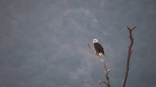 Poderosa águila mirando a lo lejos Uhd