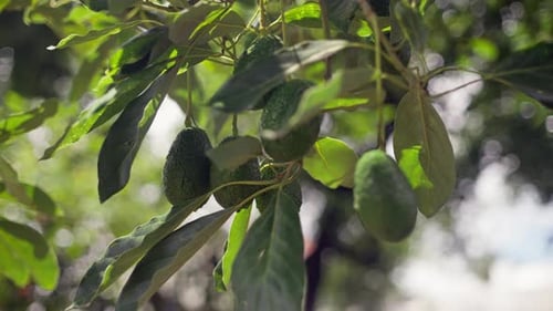 Avocados Growing on Tree in Sunlight