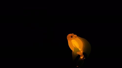 Animated Bioluminescent Fish Swimming Loop