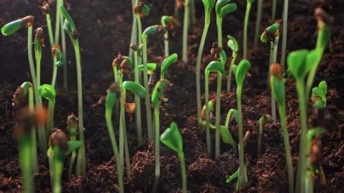 Natur Neue Anfänge Zeitraffer von Pflanzenstängeln, die sprießen und wachsen