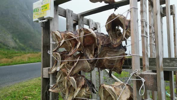 Dead Cod Fish Heads drying on Racks as Souvenir in Lofoten Islands ...