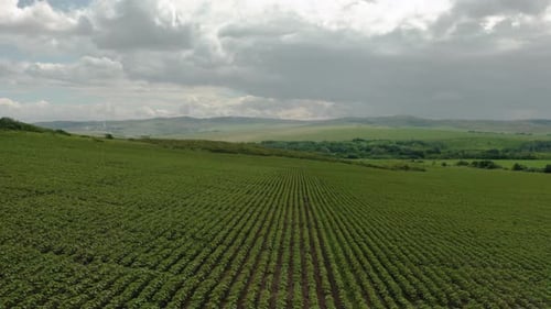 Aerial Photography Of Sunflower Fields