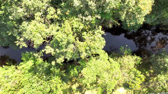 Aerial view of a river with well-preserved riparian forest in a coastal ...