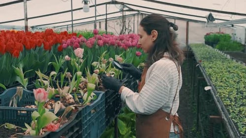 Woman Examining Tulip Bulbs in Greenhouse