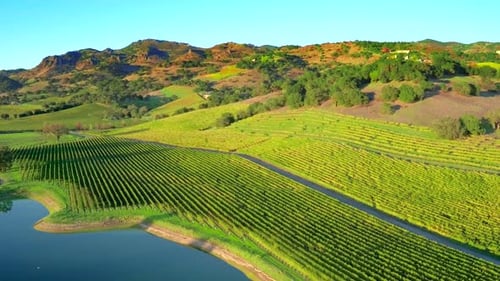 Aerial drone view of beautiful napa valley vineyard farm landscape at sunset