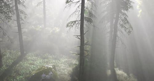 Soft Light Filters Through Tall Trees in a Dense Forest During Early Morning