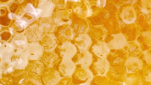Aus den Waben tropft goldener Honig. Nahaufnahme von Wachswaben. Makro aufnehmen.