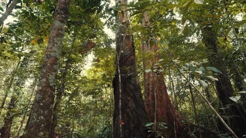 Swarm of Butterflies Flying in Lush Rainforest