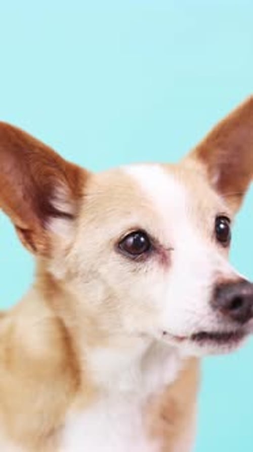 Adorable Dog Posing on Turquoise Background