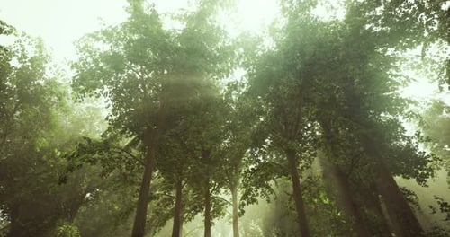 Sunlight Filtering Through Tall Trees in a Serene Forest During the Afternoon