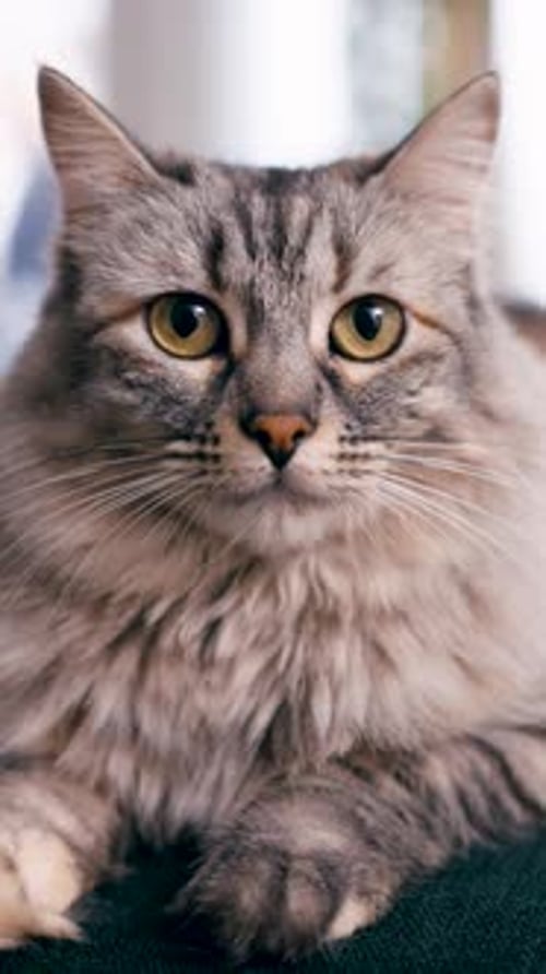 Fluffy Gray Tabby Cat Relaxing Indoors