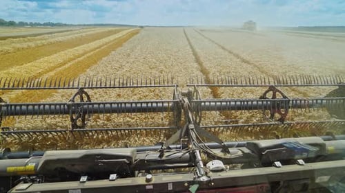 Process of harvesting ripe crop on the field. Agricultural machine cutting yellow ears of wheat.