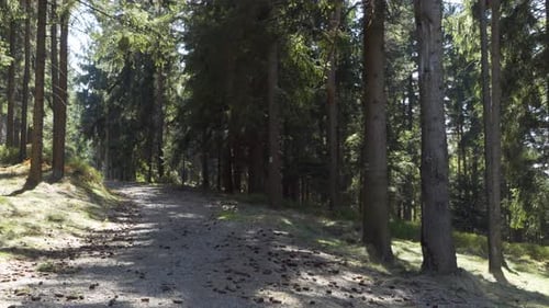 A Pathway Runs Through a Coniferous Forest on a Sunny Day