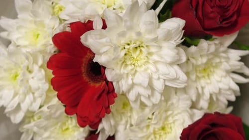 Rotating Bouquet of Red Gerbera Daisy and White Chrysanthemums in Soft Studio Light Romantic Elegant