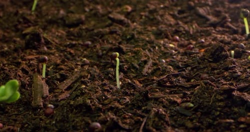 Timelapse Closeup of Plant Sprouts Sprouting From the Ground