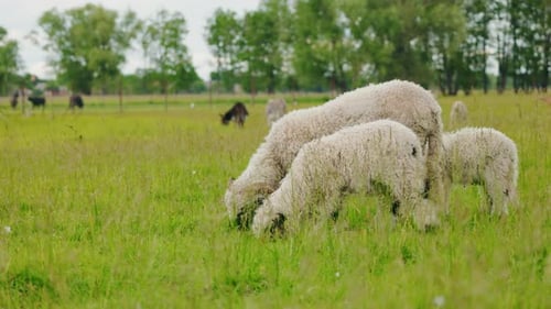 Three Curlyfleeced Sheep Grazing on Green Pasture with Other Animals in the Background on a Peaceful
