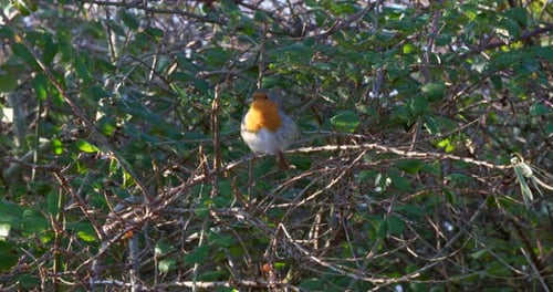A Red Breasted Robin in a Tree on a late Winters Afternoon