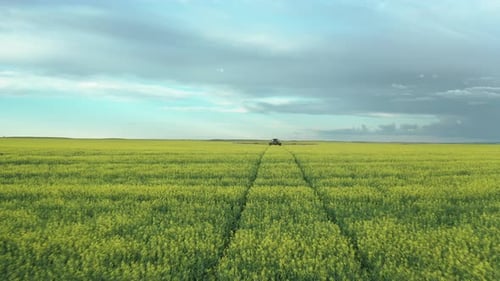 Tractor Spraying Fungicide On The Flowering Canola With Tractor Tracks On The Field In Saskatchewan,