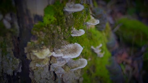 Fungus and Moss Growing on a Tree