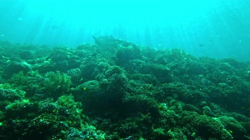 4k video footage of a shark swimming deep in the ocean