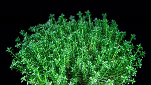 Hebe Green Globe Leaves Growing and Moving in Time Lapse. Perfect Plant Background
