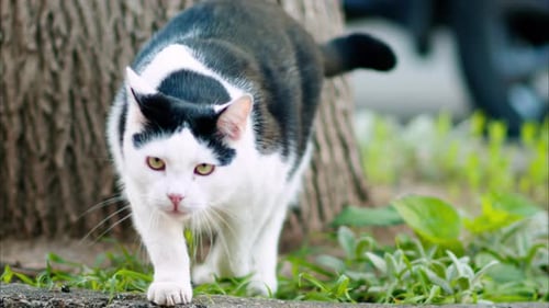 Black and white cat, with green eyes walking in a park