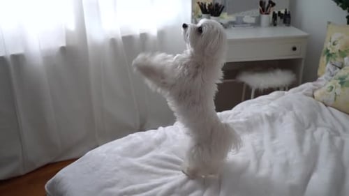 Dog maltese jumps